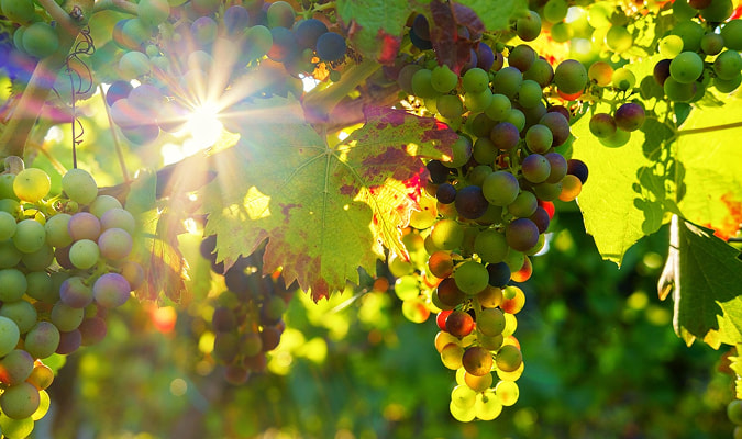 Wine getaway Vineyard