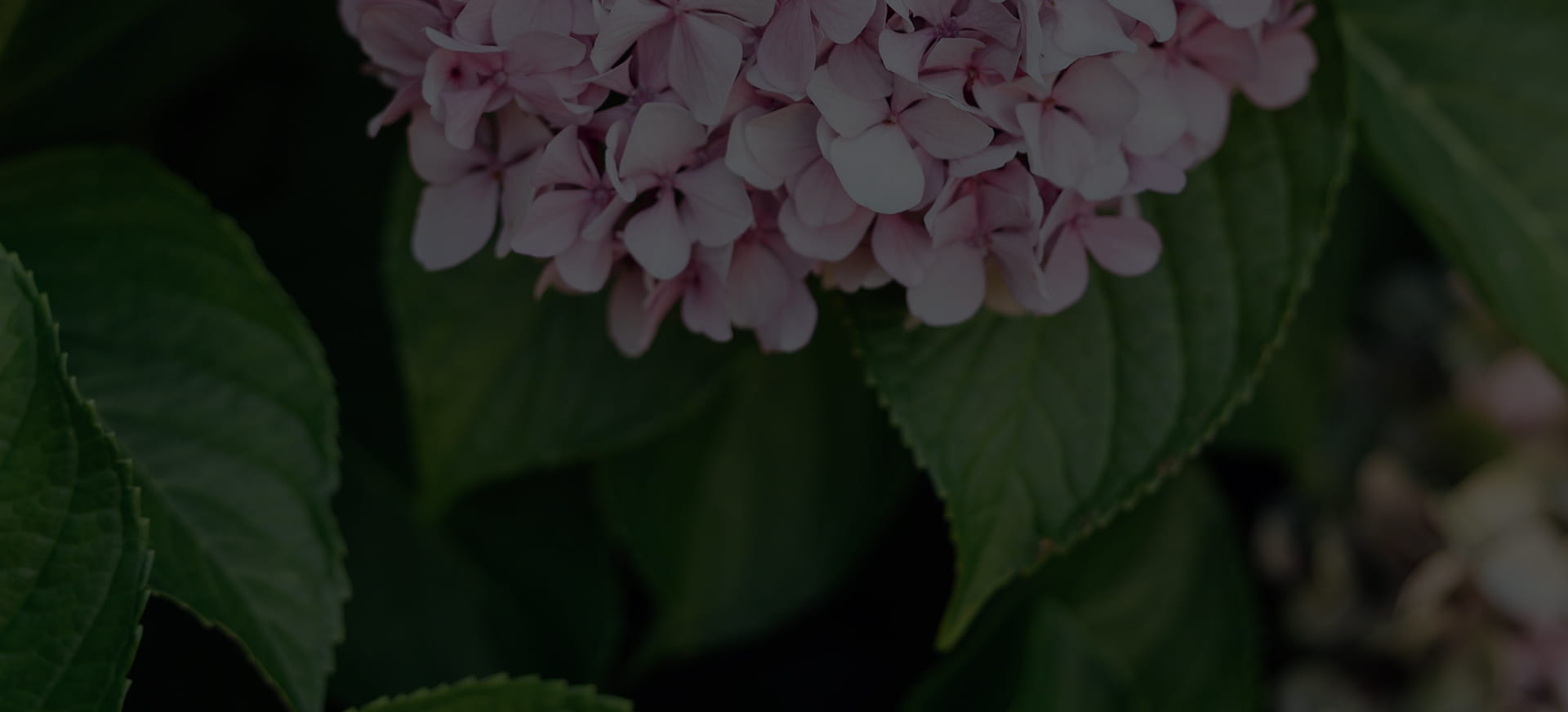 Hortensias Detalle de las hortensias que decoran los bonitos jardines del Palacio